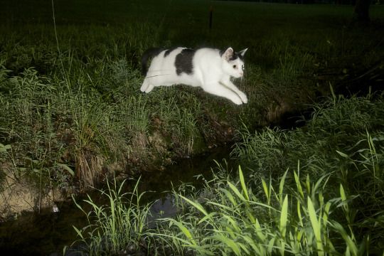 cool cat